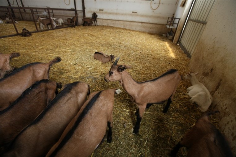 Dairy Khoury Farm Gates Opening